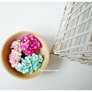 30 Mixed Forget Me Not Flowers / Pack